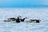 Barnacle Geese & goslings, Jokulsarlon, Iceland