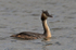 Great Crested Grebe at Otmoor