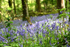Bluebells near Looe in Cornwall