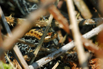 Adder