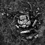 STILL LIFE, CANYONLANDS NP - UTAH