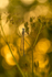 Damselfly at sunset, Portlick Forest, County Westmeath, Ireland.