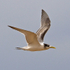 Greater Crested (Swift) Tern in flight