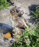 Juvenile hoary marmot