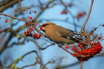 December 2010 - Waxwing