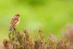 Stonechat
