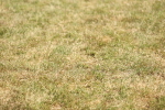 SBM_17965