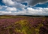 Bradfield Moors