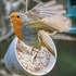 BBG-03-Garden Robin in Flight, Oban, Argyll