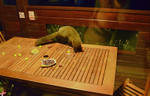 Pine Marten