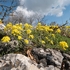 Golden or yellow Alyssum (Alyssum saxatile)