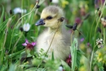 Canada Goose gosling