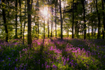 z1844 Bluebells, Woodhouse Copse