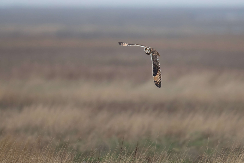 Short Eared Owl