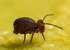 Dicyrtoma fusca