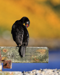 Rock Shag preening on jetty, Carcass Island, Falklands