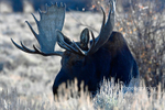 3HPhotography_Grand_Teton_OCT2025_00531