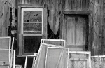 PELEE WINDOWS MONOCHROME