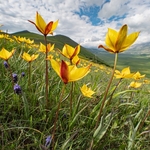 Wild Tulips (Tulipa sylvestris subsp autralis.  also T. australis) 