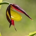 Lady's Slipper (Cypripedium calceolus) 