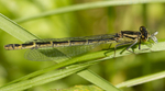 Damselfly eating small fly