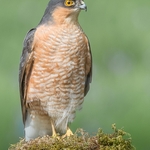 4 Portrait of a Sparrow Hawk 20  