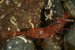 Pandalus montagui