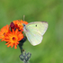 Pink-edged Sulphur