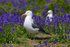 Lesser Black-backed Gulls amongst the bluebells