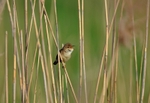 Great Reed Warbler