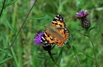 Painted Lady