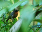 Black-cheeked Ant-Tanager, Drake Bay, Costa Rica