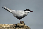 Whiskered Tern