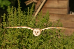 Barn Owl
