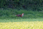 6th May Fox