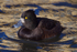 Tufted Duck (female), pale base to bill variant