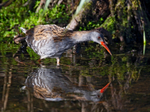 Water Rail -  Rallus aquaticus