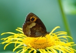 Scotch Argus