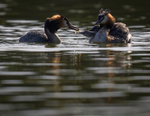Great Crested Grebe chicks(Humbugs)