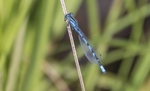 Common Blue Damselfly