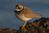 Ringed Plover