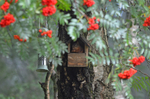 Red Squirrel
