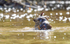 Giant Otter