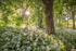 ab558 Shorwell wild garlic