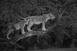 Young male African Lions in a tree