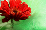 Flowers Set 06 - 11