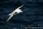 SBF004: Fulmar in Flight