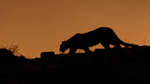 Puma silhouette, Torres del Paine, Chile