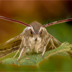 Print_Gold_Jan Sullivan_Striped Hawkmoth