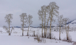 Aspens
